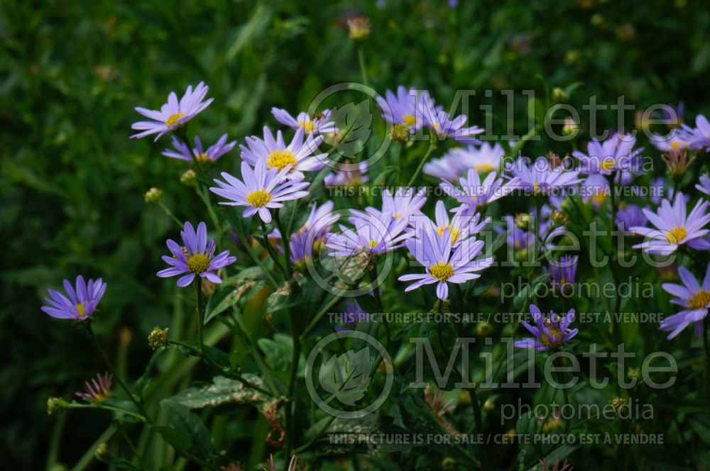 Kalimeris Blue Star (Japanese aster) 4  