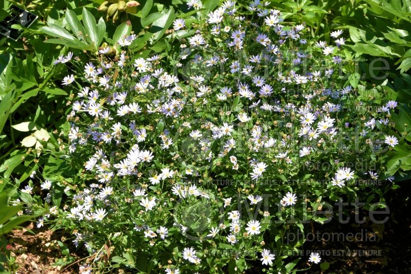 Kalimeris Blue Star (Japanese aster) 1  