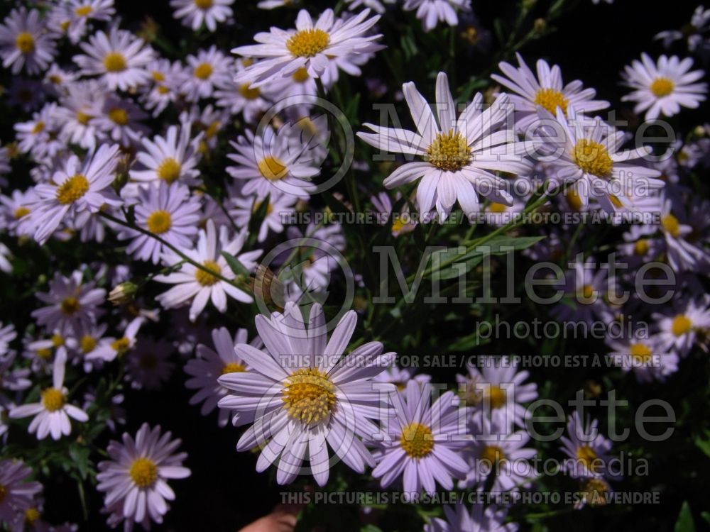 Kalimeris Blue Star (Japanese aster) 6  