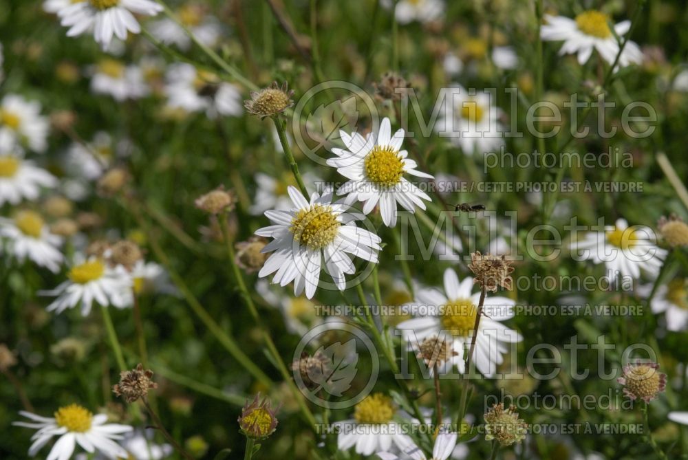 Kalimeris mongolica (double Japanese aster) 3  