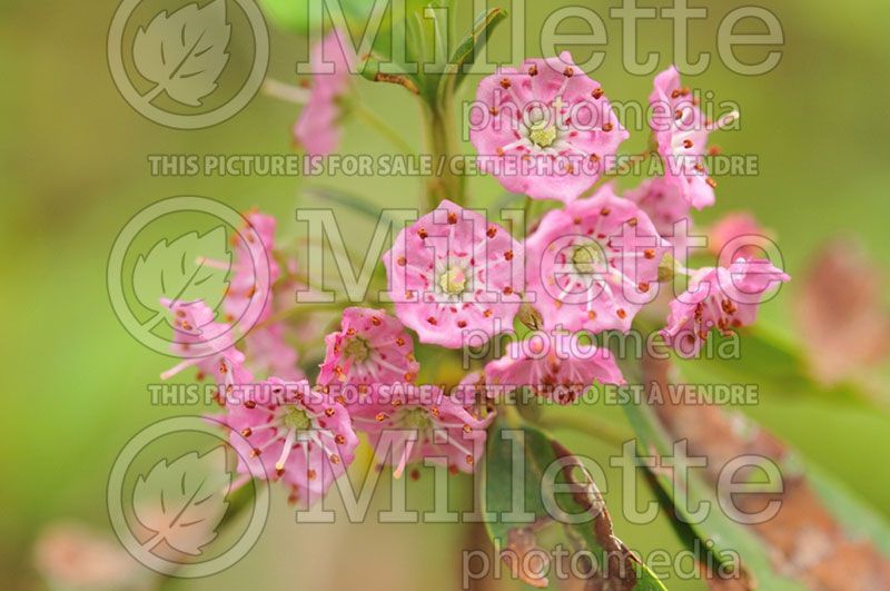 Kalmia angustifolia (Sheep laurel)  2