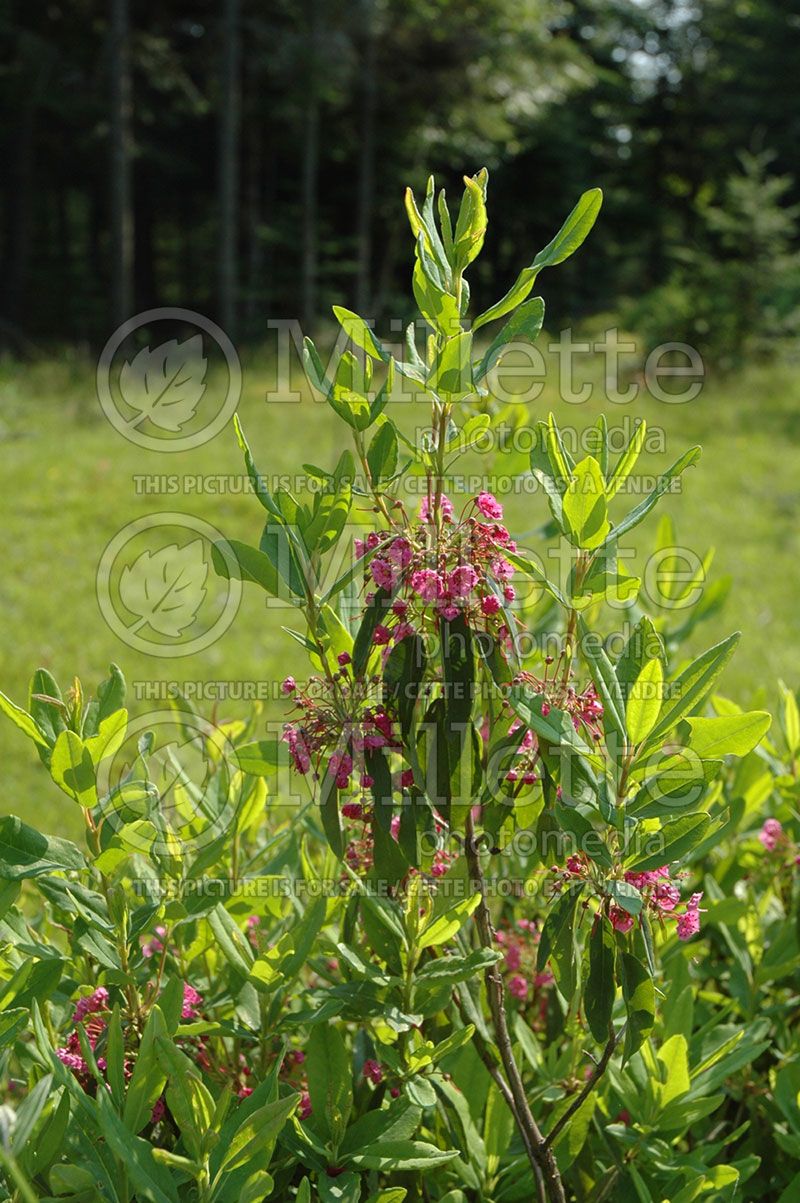 Kalmia angustifolia (Sheep laurel)  3