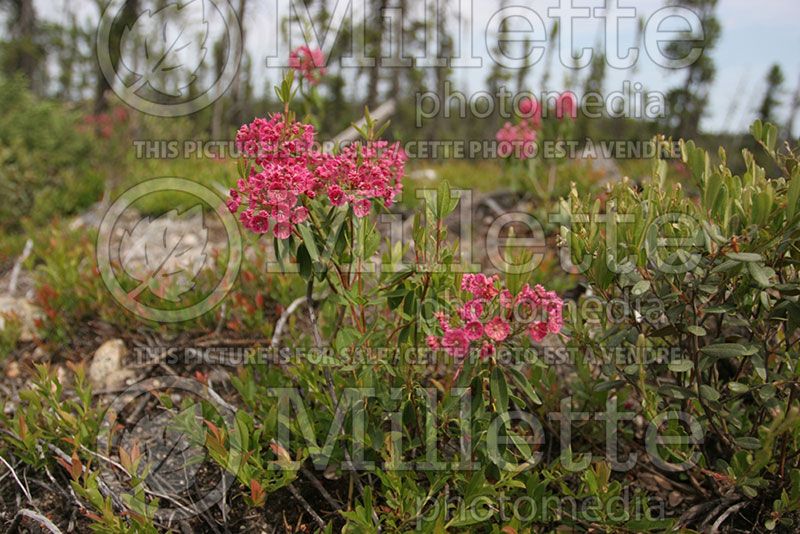 Kalmia angustifolia (Sheep laurel)  1