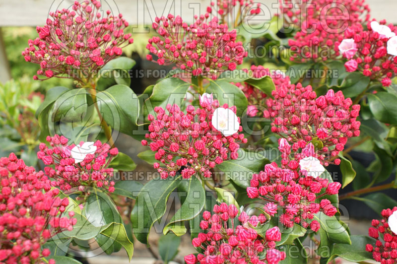 Kalmia Carol (Mountain Laurel) 1 