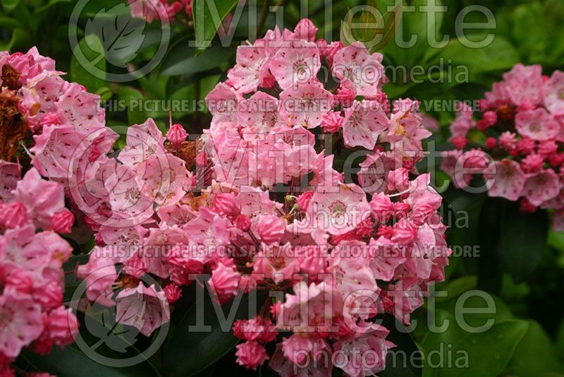 Kalmia latifolia (Mountain laurel)  1