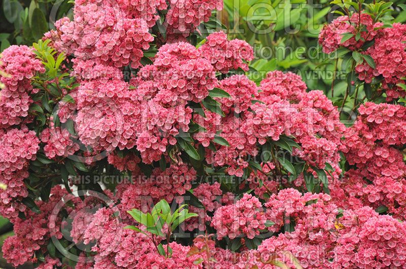 Kalmia latifolia (Mountain laurel)  2