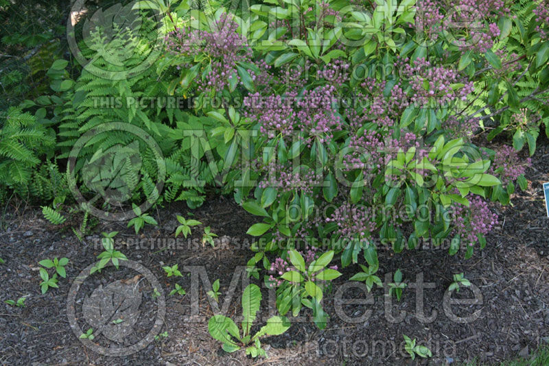 Kalmia Bullseye (Mountain Laurel) 1 