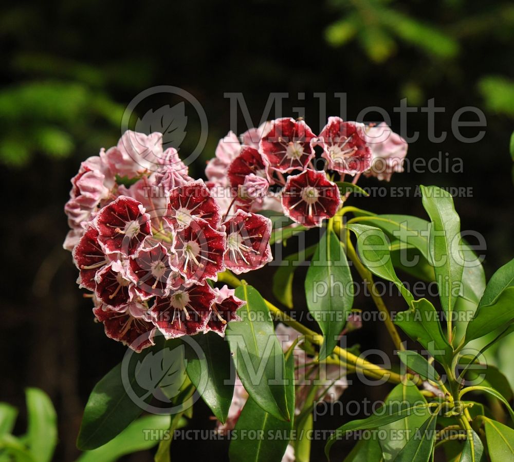 Kalmia Carousel (Mountain Laurel) 1 