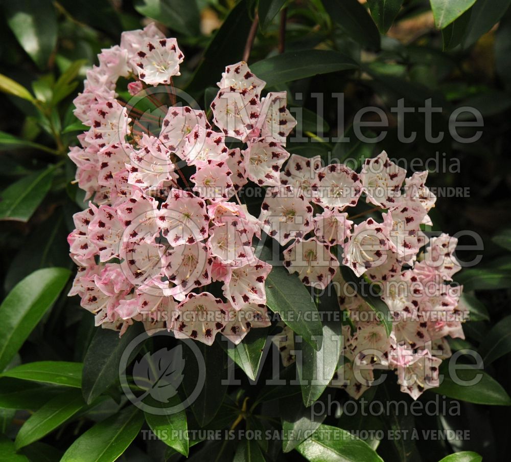 Kalmia Freckles (Mountain Laurel) 1 