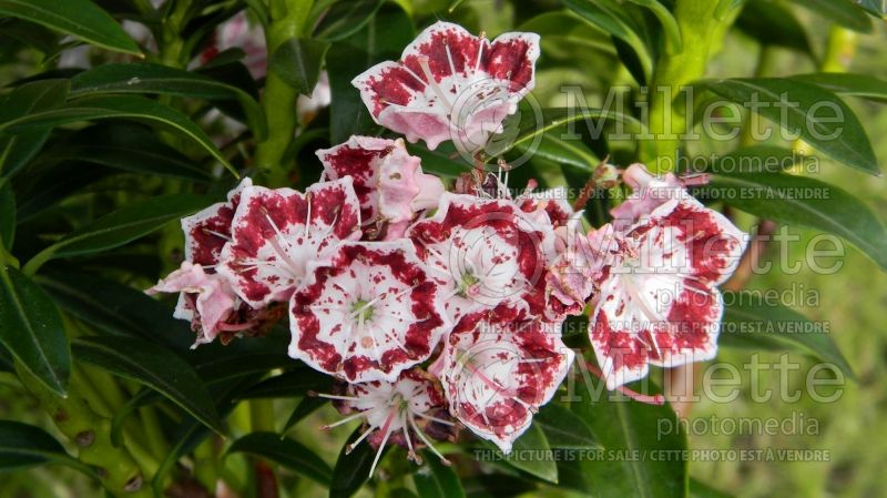 Kalmia Minuet (Mountain Laurel) 1 