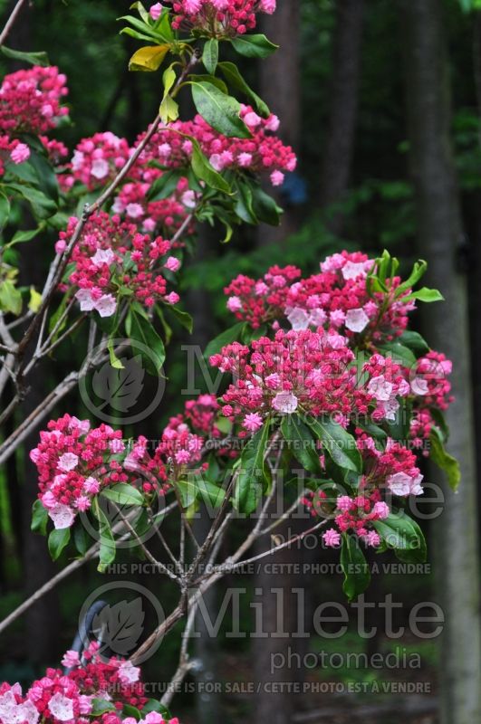 Kalmia Olympic Fire (Mountain Laurel) 1 