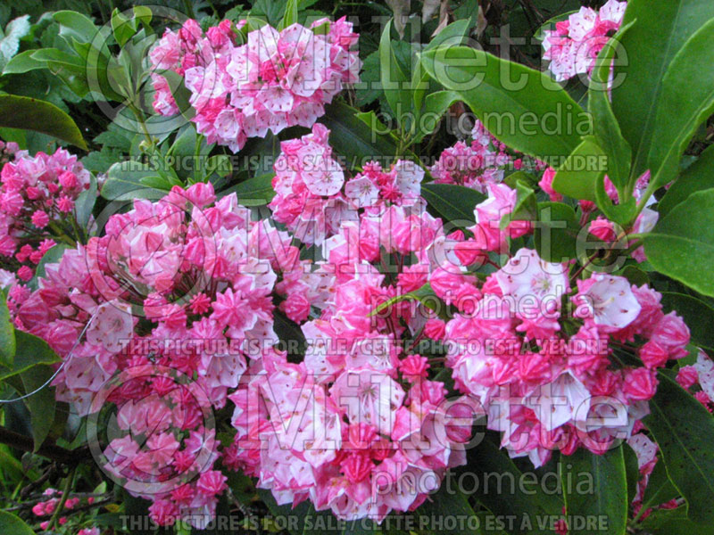 Kalmia Pink Frost (Mountain Laurel) 1 