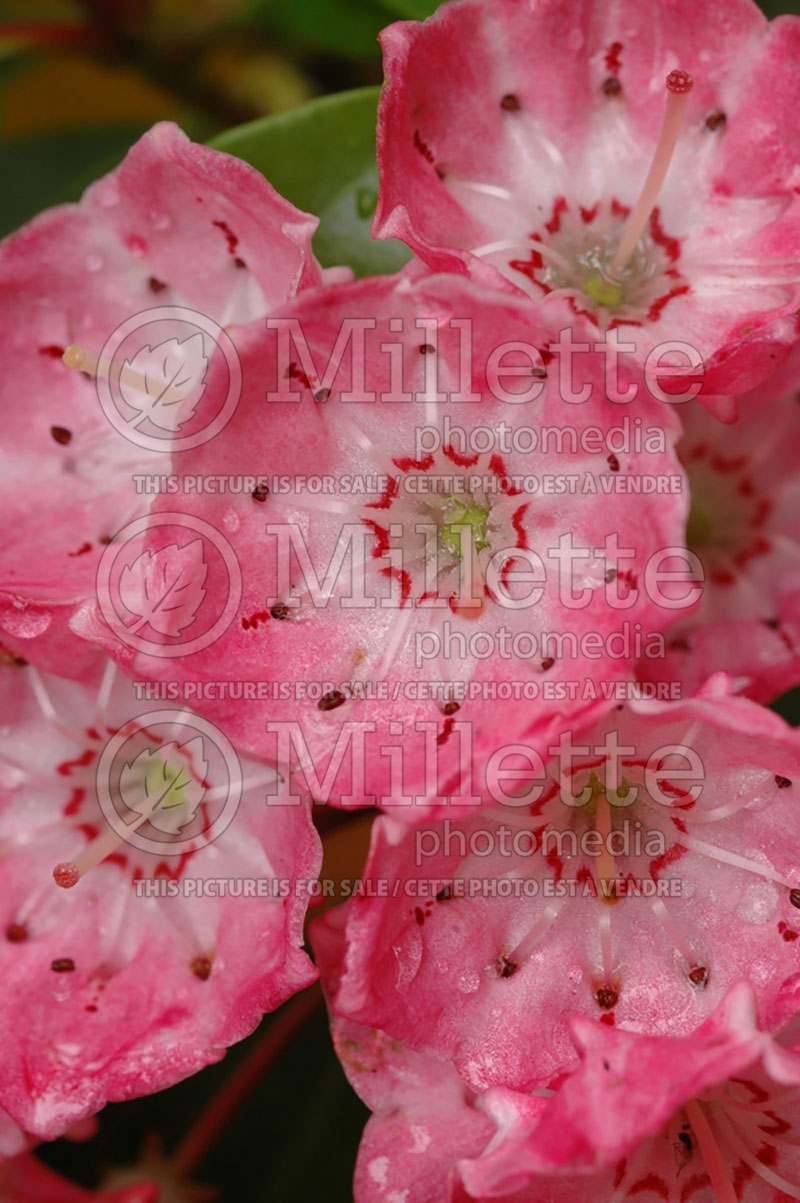 Kalmia Sarah (Mountain Laurel) 1 