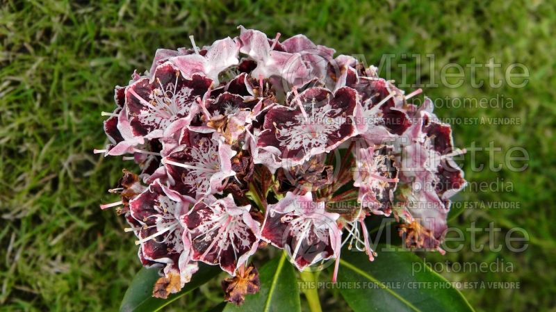 Kalmia Sterntaler (Mountain Laurel) 1 