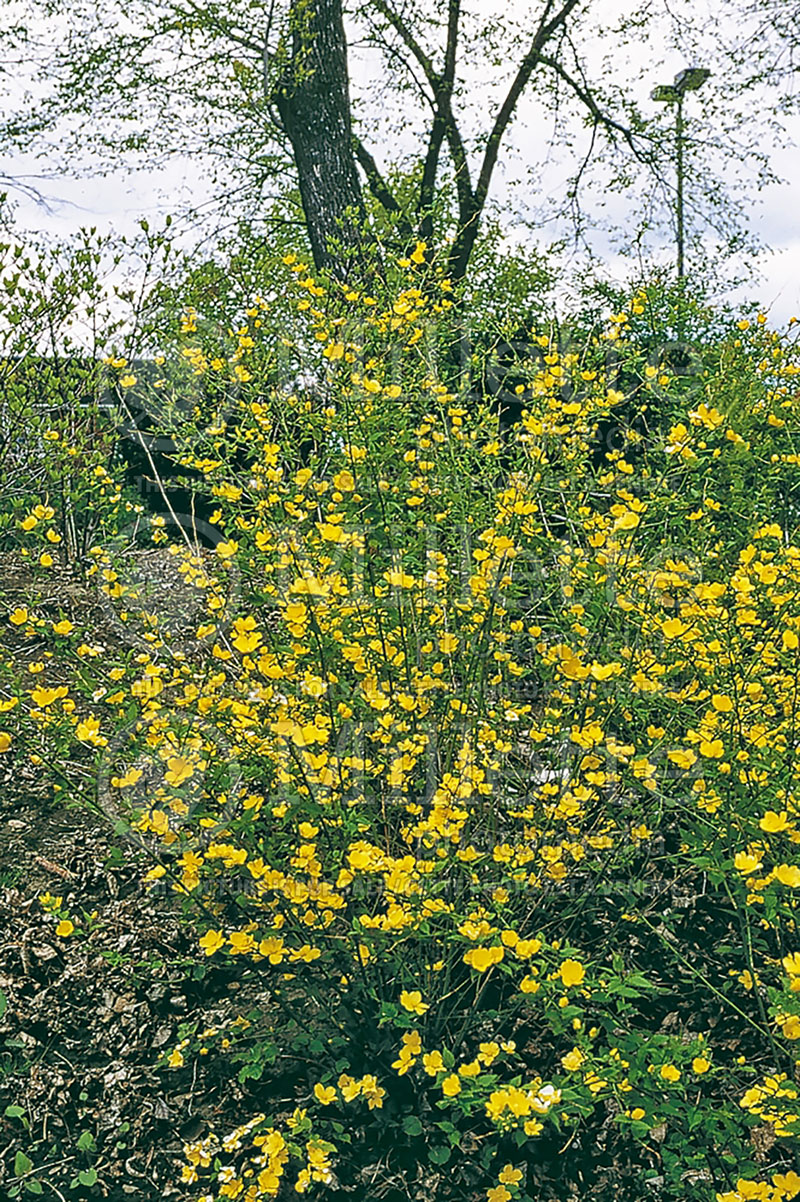 Kerria Golden Guinea (Japanese Rose) 1 