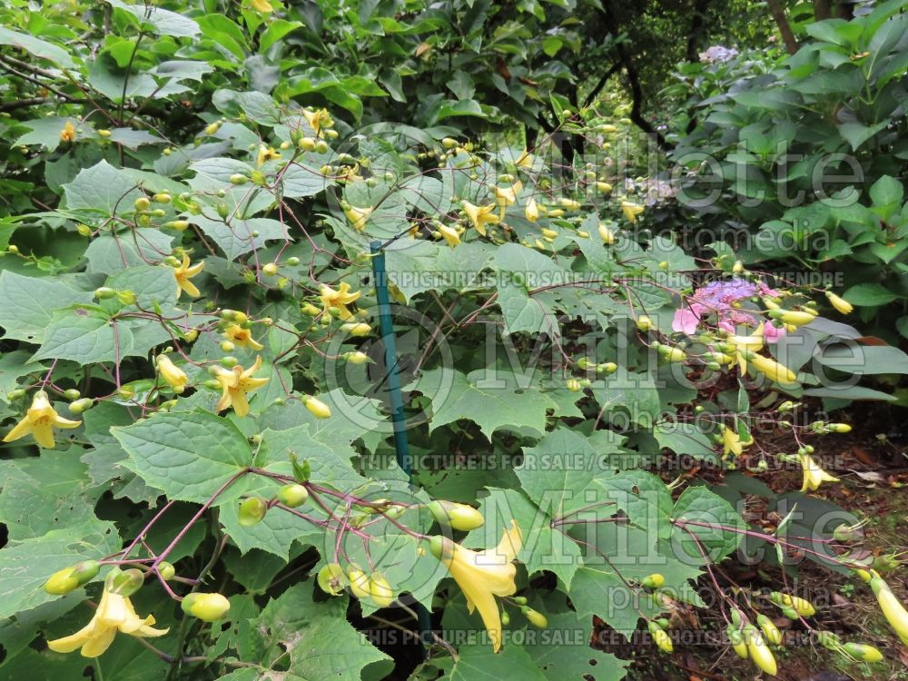Kirengeshoma palmata (Yellow wax bells) 9