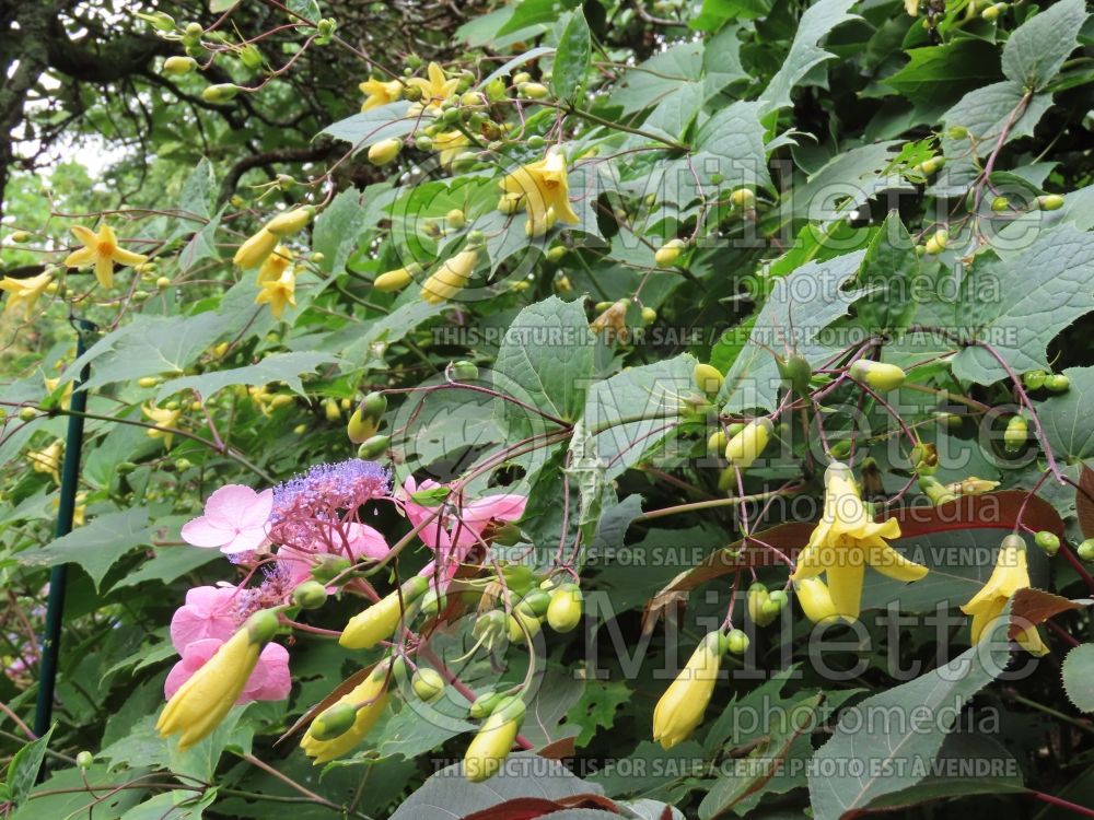 Kirengeshoma palmata (Yellow wax bells) 10