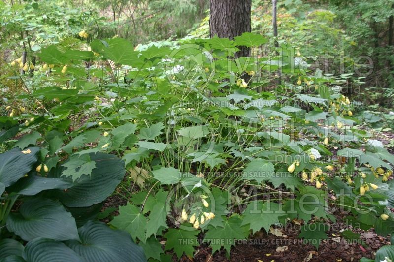 Kirengeshoma palmata (Waxbells) 3 