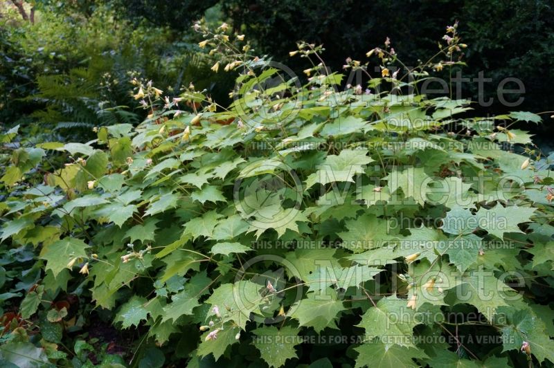 Kirengeshoma palmata (Waxbells) 5 