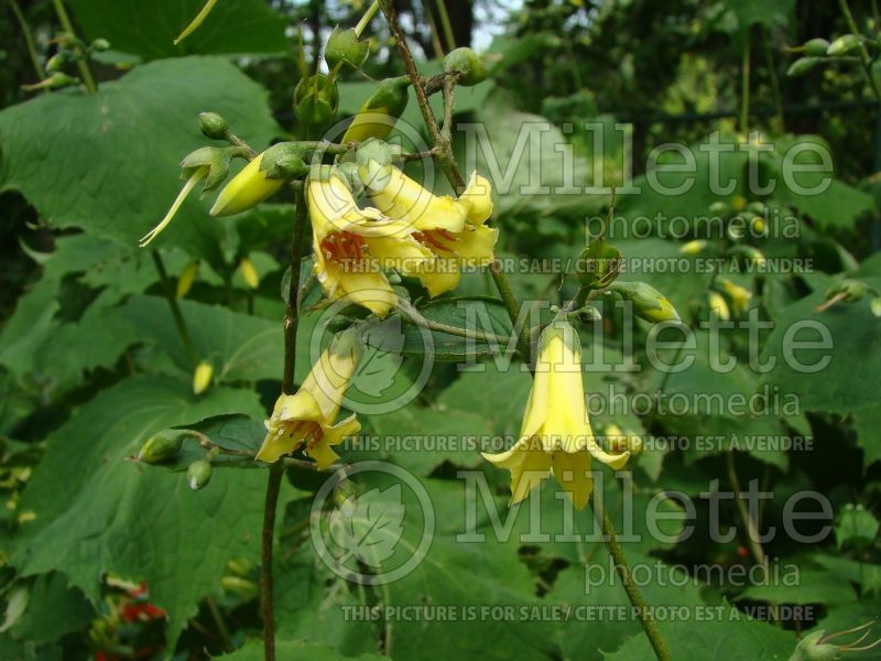 Kirengeshoma palmata (Waxbells) 6 