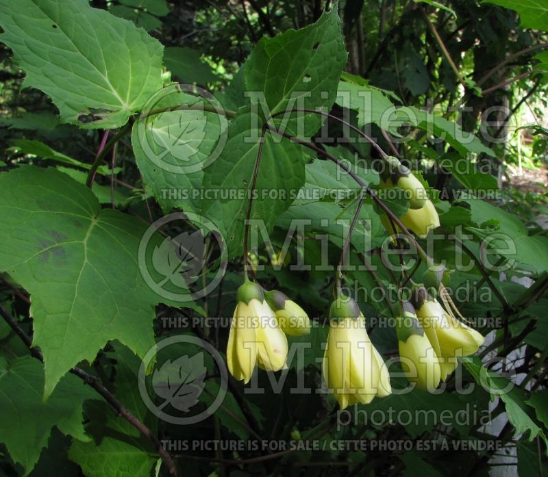 Kirengeshoma palmata (Waxbells) 2 