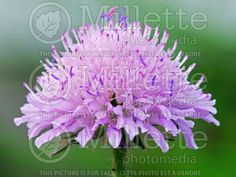 Knautia Melton Pastels (Knautia) 1 