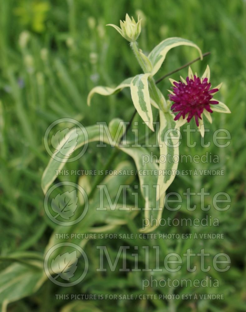 Knautia Thunder and Lightning (Field Scabiosa)  1 