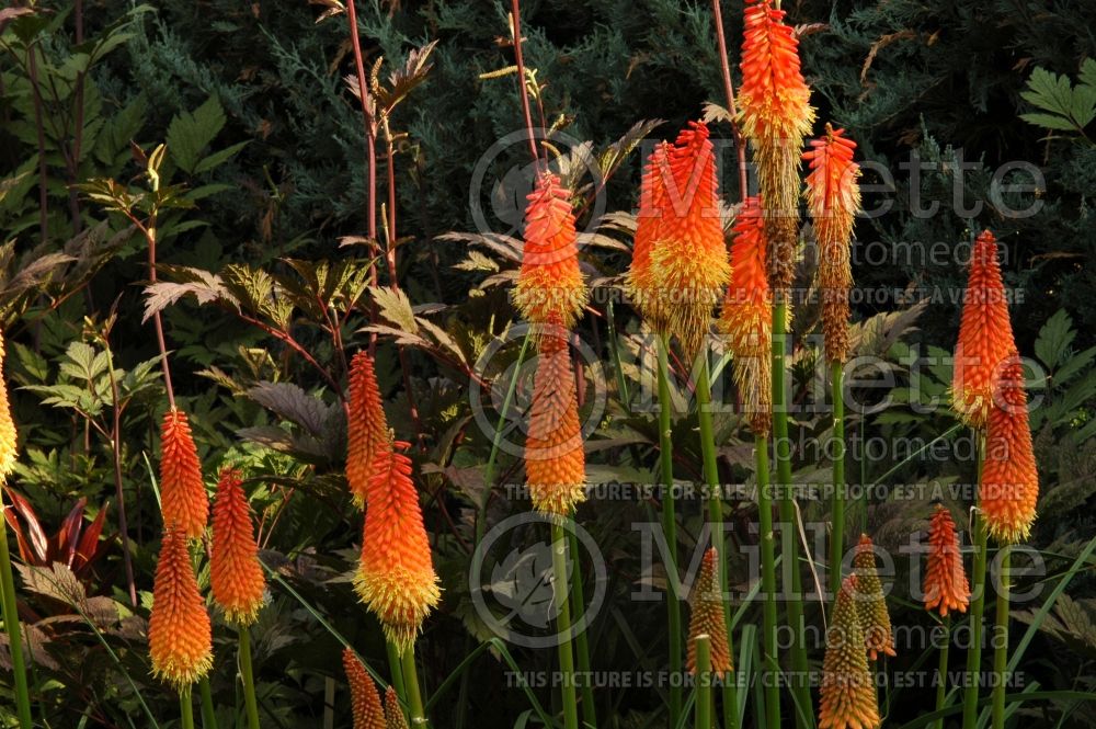 Kniphofia Alcazar (Torch Flower Poker) 1 