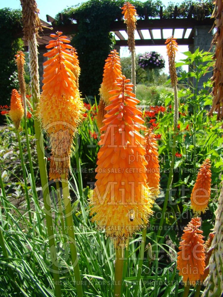 Kniphofia Alcazar (Torch Flower Poker) 2 