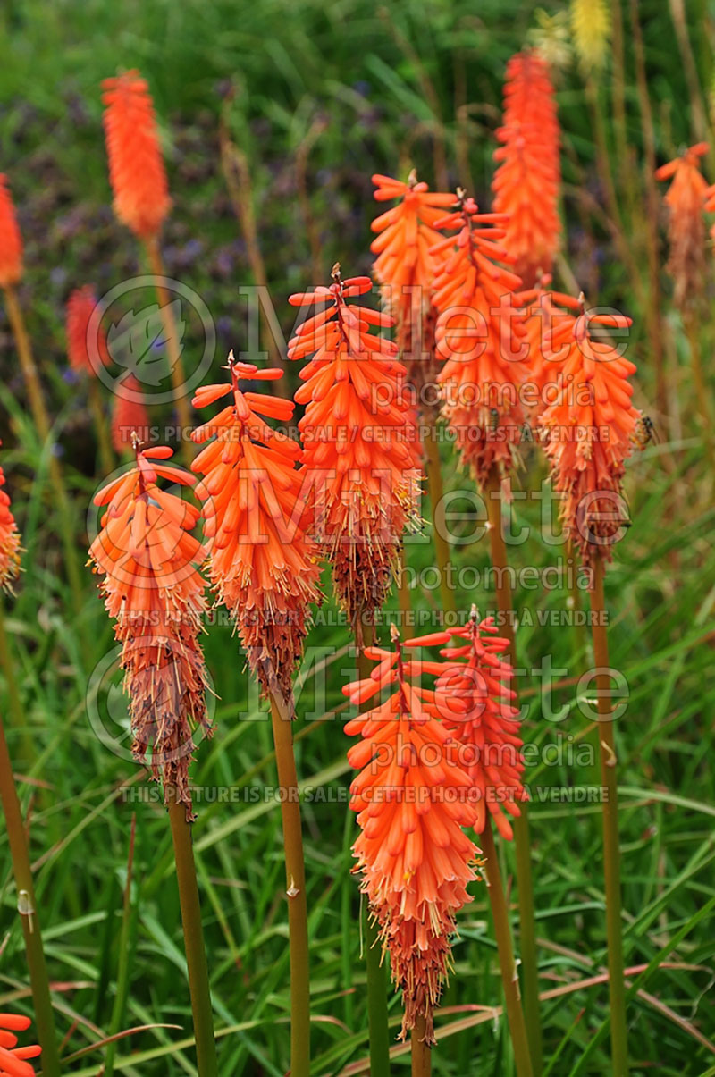 Kniphofia Alcazar (Torch Flower Poker) 3 