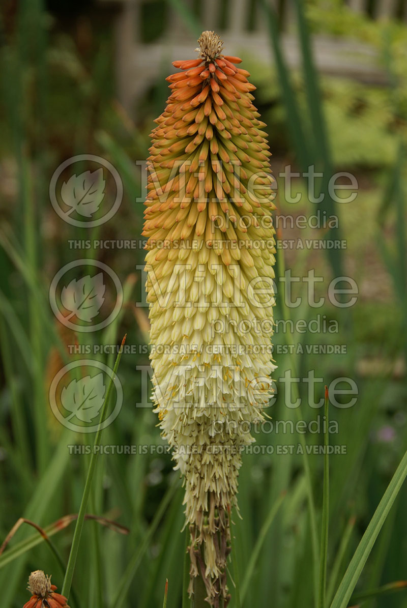 Kniphofia Cobra (Red-hot poker) 1