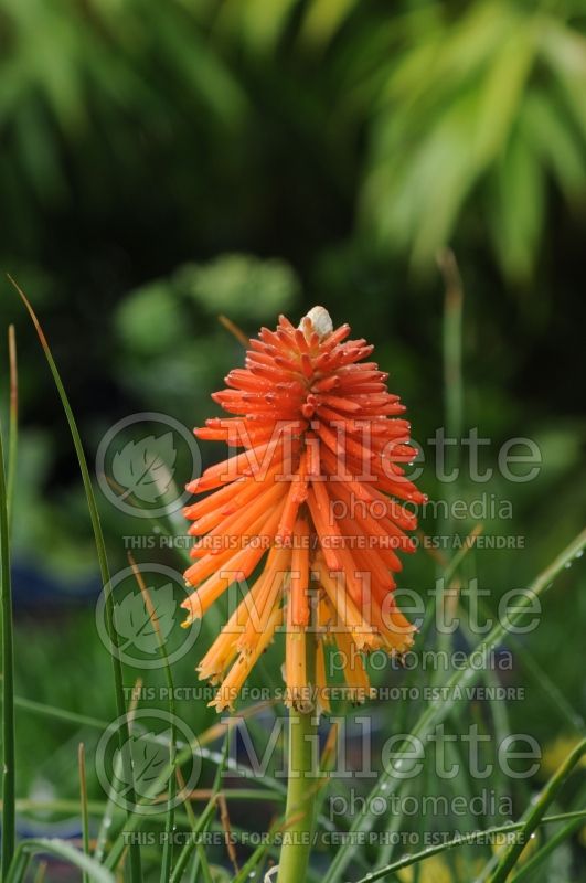 Kniphofia Fire Glow (Torch Flower Poker) 1 