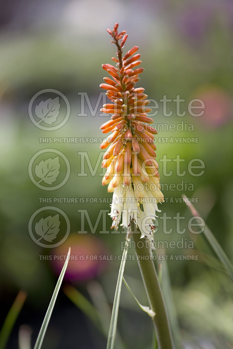 Kniphofia Flamenco (Torch Flower Poker) 1 