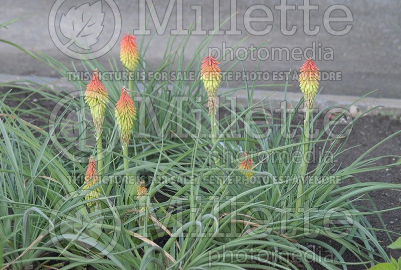 Kniphofia Traffic Lights (Red Hot Poker)  2