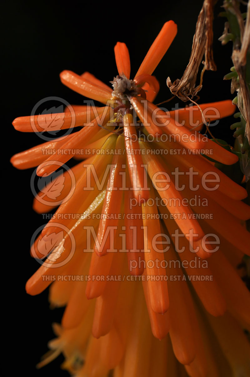 Kniphofia Mango Popsicle (Torch Flower Poker)  1