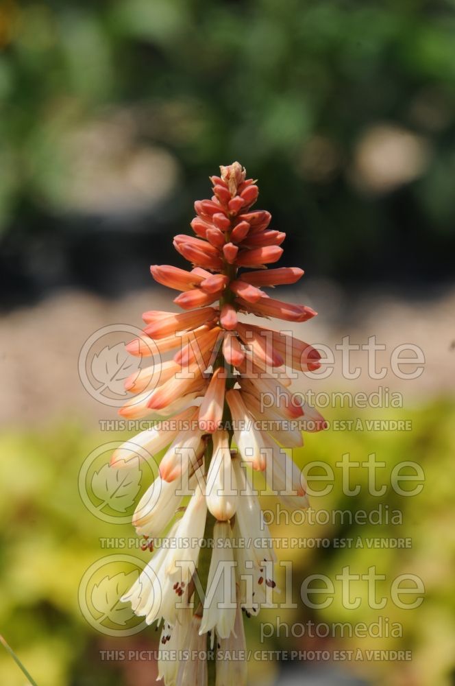 Kniphofia Orange Vanilla Popsicle (Torch Flower Poker)  1