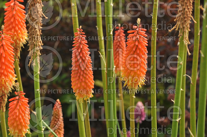 Kniphofia Papaya Popsicle (Torch Flower Poker) 5 