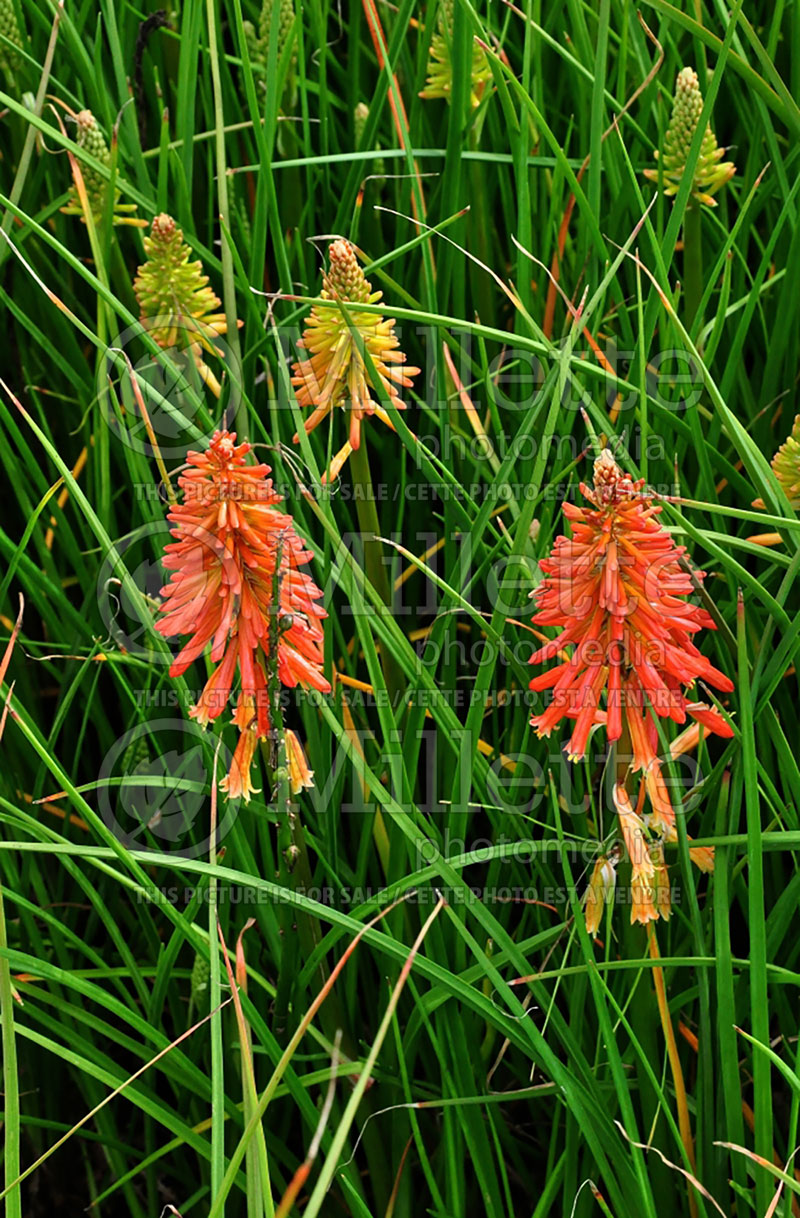 Kniphofia Papaya Popsicle (Torch Flower Poker) 3 