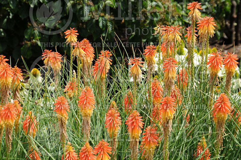 Kniphofia Papaya Popsicle (Torch Flower Poker) 1 