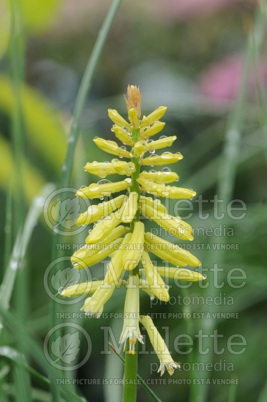 Kniphofia Pineapple Popsicle (Torch Flower Poker) 4 