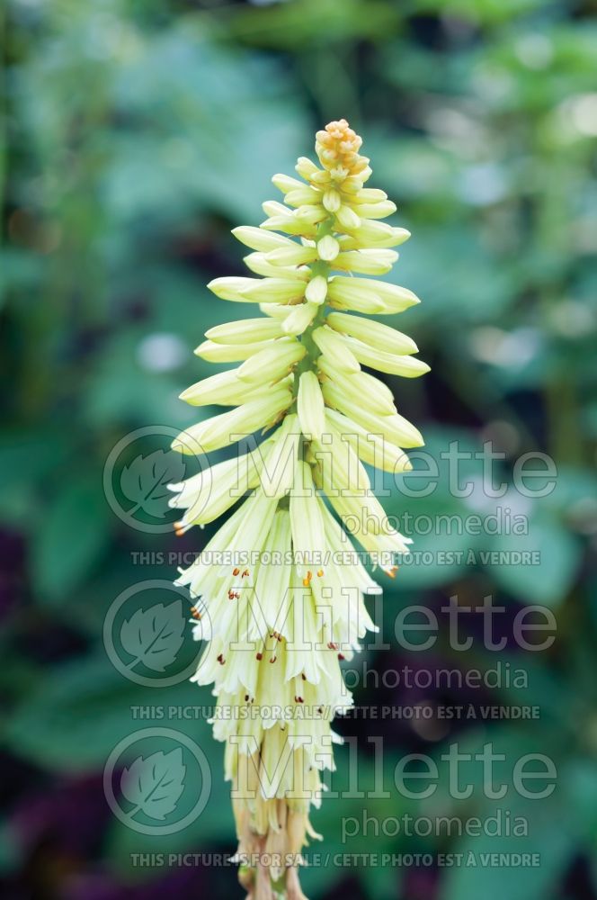 Kniphofia Pineapple Popsicle (Torch Flower Poker)  3