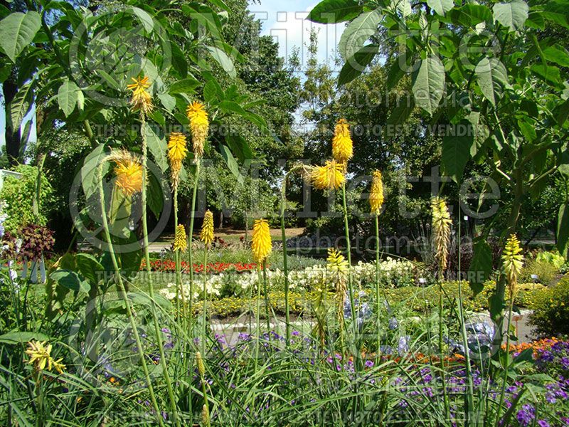 Kniphofia Pineapple Popsicle  (Torch Flower Poker)  2