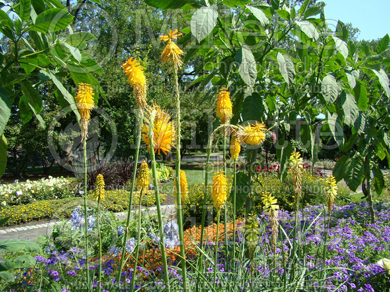 Kniphofia Pineapple Popsicle  (Torch Flower Poker) 1 