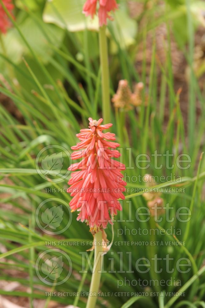 Kniphofia Redhot Popsicle (Torch Flower Poker) 2 