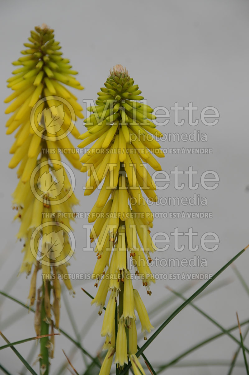 Kniphofia Rockette Yellow (Torch Flower Poker) 1 