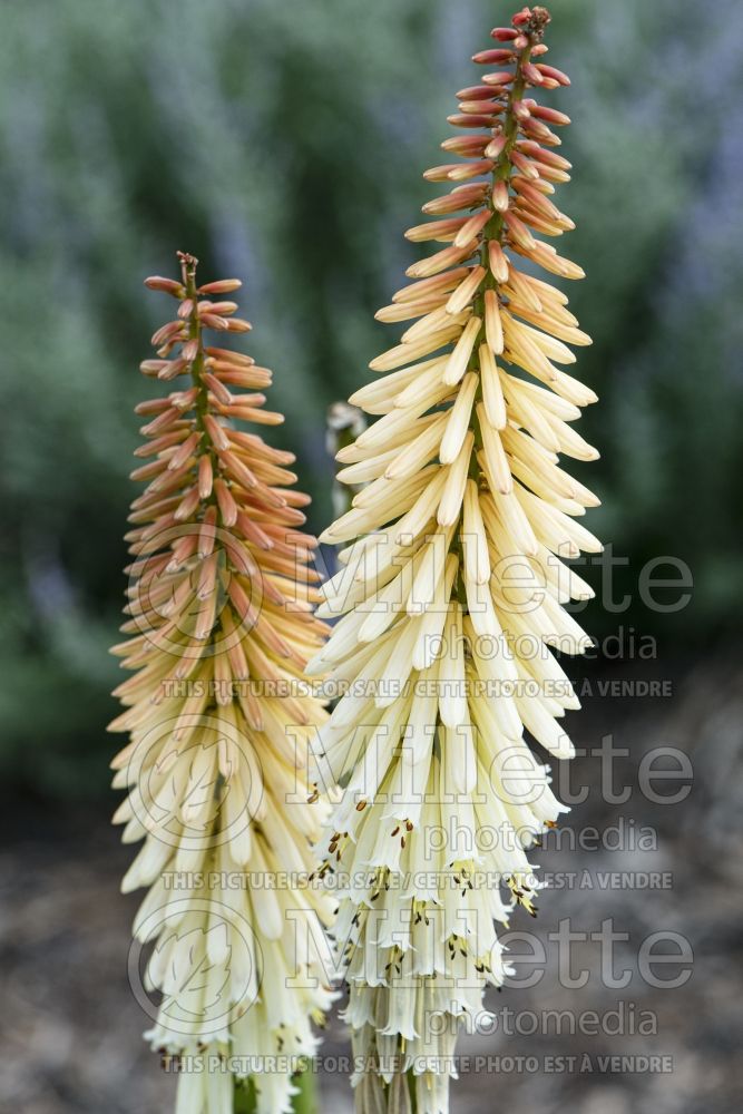 Kniphofia Toffee Nosed (Torch Flower Poker) 2 