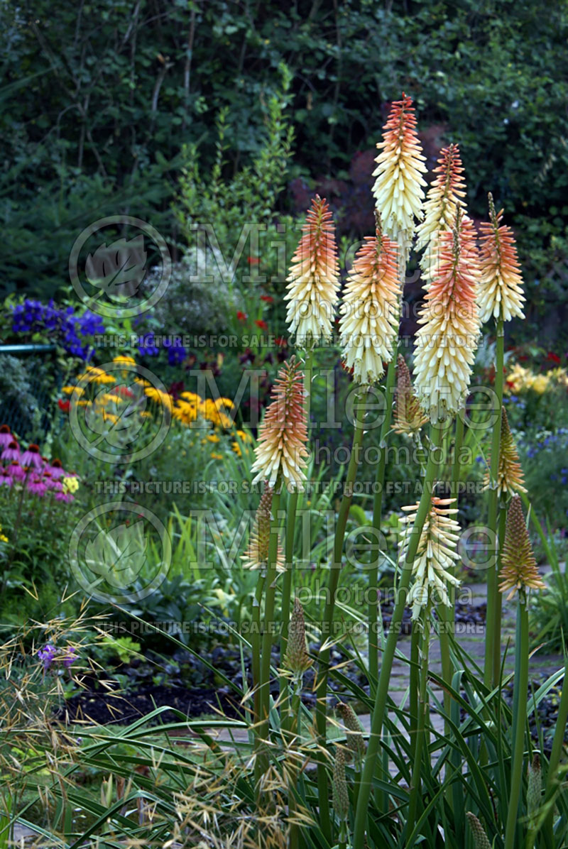 Kniphofia Toffee Nosed (Torch Flower Poker) 1 