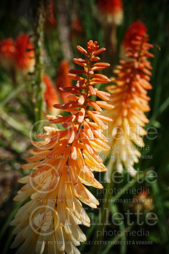 Kniphofia Toffee Nosed (Torch Flower Poker) 3 