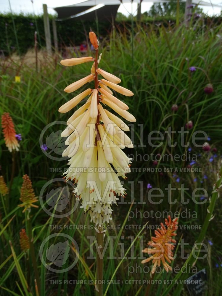 Kniphofia Toffee Nosed (Torch Flower Poker) 4 