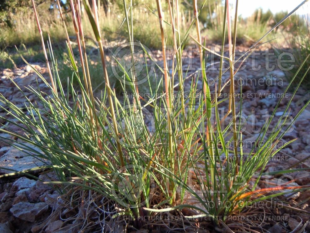 Koeleria macrantha (Prairie Junegrass) 3 